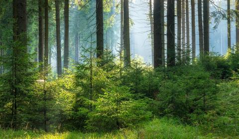 shutterstock_2435120827