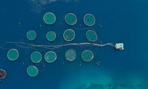 Seafood & Aquaculture