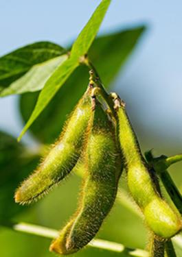 Soya & Soya Products Testing & Inspection Services