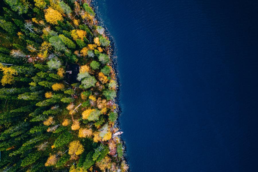 Aerial view of a forest coast